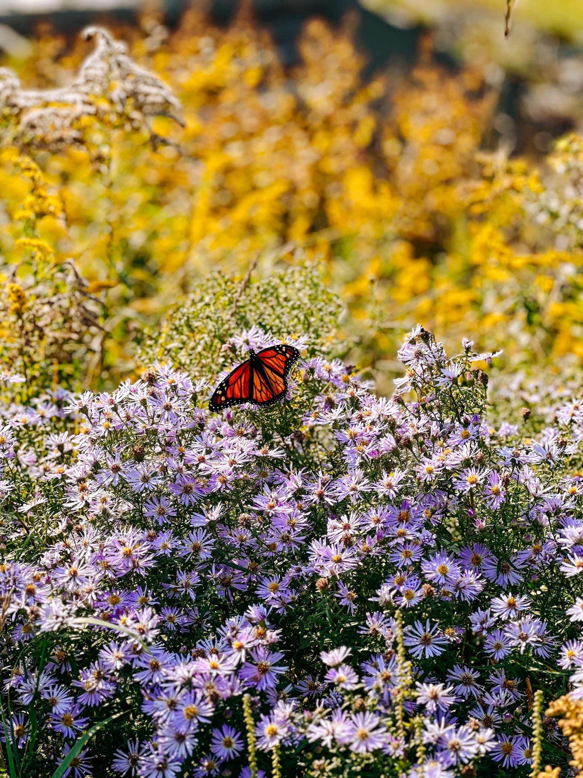 Landing page preview